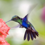 hummingbird-and-flower-481412413-fa562c7ded3f4230a5f18b505976e2e5